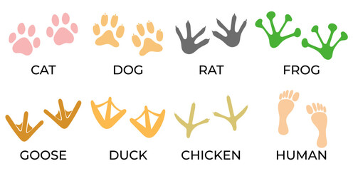 Silhouette of paw prints of different animals isolated on white. footprints shapes of animals cat, dog, rat, frog, goose, duck chicken, human. colored vector set footprints - obrazy, fototapety, plakaty