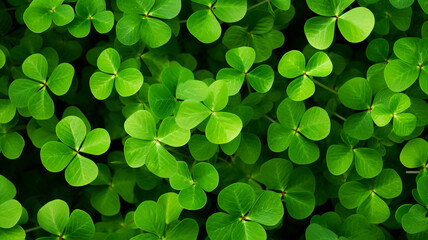 Forest filled with shamrocks background for St. Patrick's Day top view - obrazy, fototapety, plakaty