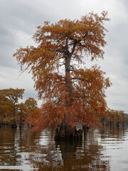 Bald Cypress Tree in Caddo Lake with Brilliant Orange Leaves