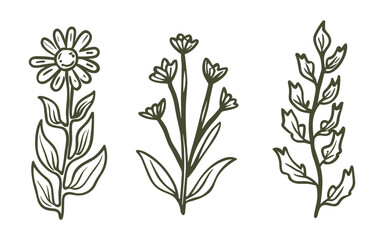 vector set of botanical leaf doodle wildflower line art, illustration
