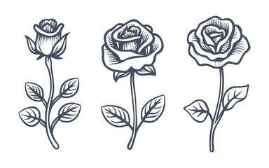 vector set isolated rose flower line art with leaf, illustration