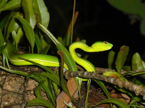 A green venomous pit viper (Trimeresurus stejnegeri) stays high on a twig among the epiphytic ferns (Pyrrosia lanceolata).  