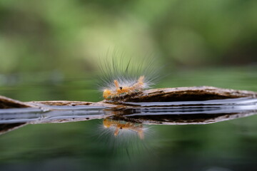 caterpillar and reflection