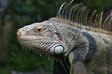 A adult male green iguana