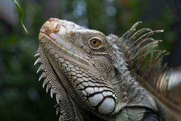 Fototapeta premium A adult male green iguana