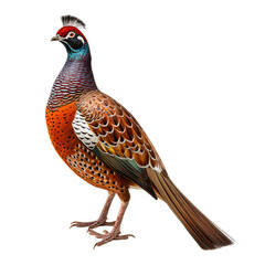 Fototapeta premium Portrait of a pheasant bird isolated on white, transparent background