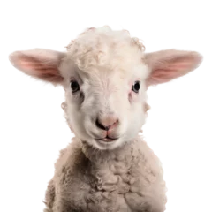 Foto op Canvas Cute baby lamb isolated on transparent background © The Stock Guy