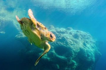 Underwater view of a beautiful sea turtle - obrazy, fototapety, plakaty