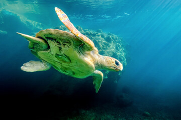 Underwater view of a beautiful sea turtle