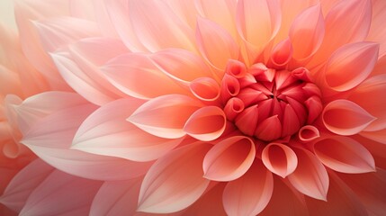 A close-up of a delicate dahlia in shades of pink and coral.