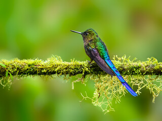 Fototapeta premium Violet-tailed Sylph on mossy stick on green background