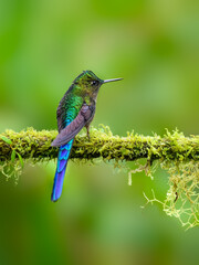 Obraz premium Violet-tailed Sylph on mossy stick on green background