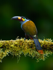 Plate-billed Mountain Toucan portrait on mossy stick in Ecuador