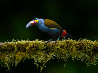 Plate-billed Mountain Toucan portrait on mossy stick in Ecuador
