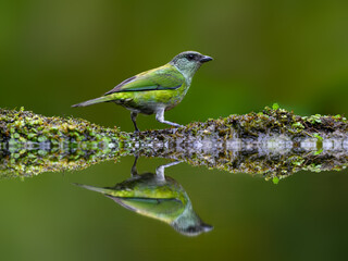 Black-capped Tanager with reflection on the pond on green background