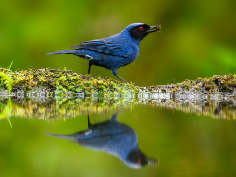Masked Flowerpiercer  with reflection holding bug  on green background