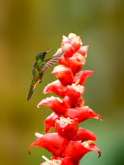 Buff-tailed Coronet in flight collecting nectar from orange flower on green background