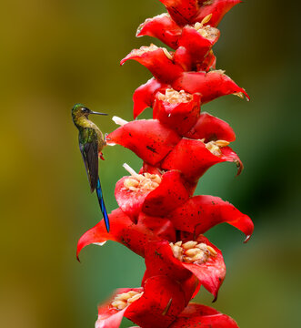 Violet-tailed Sylph on red flower on green background