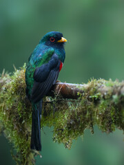 Masked Trogon