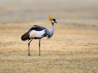 Gray Crowned-Crane on dry grass , portrait in Savannah of Tanzania