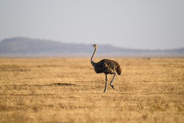 Female Common Ostrich on dry grass in Savannah of Tanzania