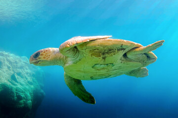 Underwater view of a beautiful sea turtle