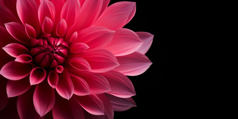A pink dahlia isolated on black background,red dahlia from the garden of the dahlia beautiful nature