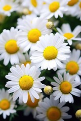 Obraz premium Flowers Beautiful chamomile Close-up