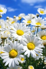 Flowers Beautiful chamomile Close-up