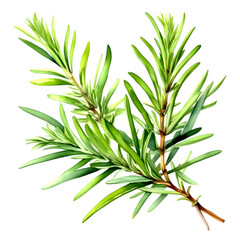 Fototapeta premium Watercolor illustration of bright green rosemary leaves on a white background.