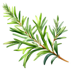 Fototapeta premium Watercolor illustration of bright green rosemary leaves on a white background.