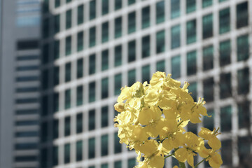 ビルと菜の花