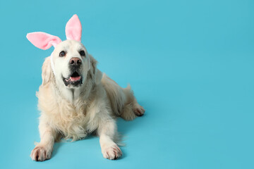 Adorable golden retriever with bunny ears on blue background