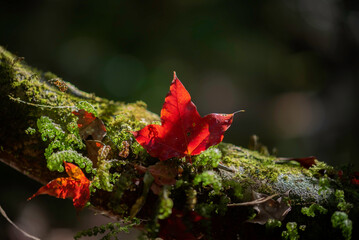 Orange color tree, red brown maple leaves in fall city park.morning sunlight view.