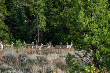 Pronghorn Antelope (Antilocapra americana) in Yellowstone National Park, Wyoming, USA