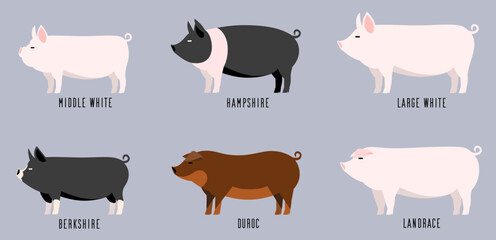 ブタの品種6種のベクターイラスト