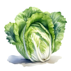Fototapeta premium cauliflower path isolated on white background, fresh cauliflower