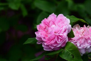 初夏のピンクのバラ