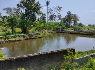 Photo of a large fish pond in the middle of the forest