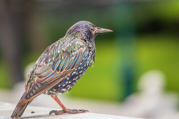 The common starling or Sturnus vulgaris or the European starling. Sitting on the fence in the garden in springtime.