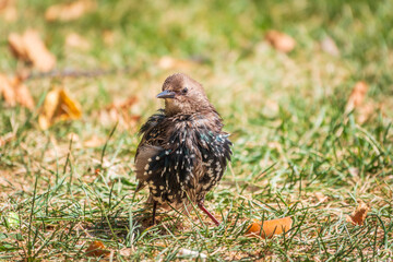 The common starling or European starling, Sturnus vulgaris, on a sprng lawn.