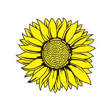 Make a Professional Sunflower Vector Illustration