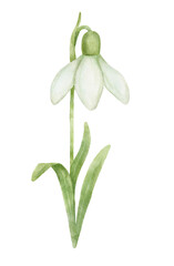 January birth month flower snowdrop watercolor illustration. Hand drawn floral drawing isolated.
