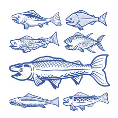 Hand Drawn Seafood Fish Vetor Illustrations Set