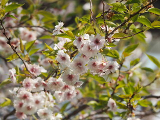 春の花　桜　コブクザクラ