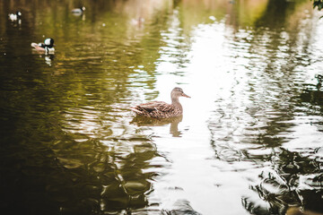 Duck in the lake swimming in the water wild animal wildlife mallard
