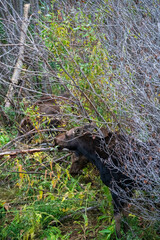 Closeup of a female Moose eating leaves off a tree by river