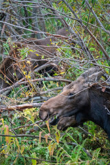Closeup of a female Moose eating leaves off a tree by river