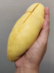 Closeup lady hand holding yellowish organic riped durian isolated on grey background, Southeast asia tropical smell fruit