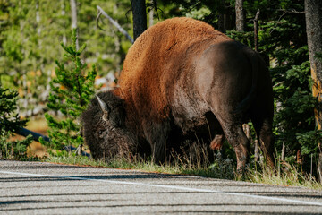 Bison at Upper Geyser Basin in Yellowstone National Park